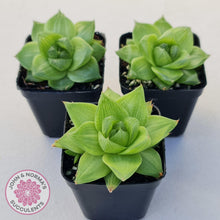 Load image into Gallery viewer, Haworthia cymbiformis - John & Norma's Succulents Australia