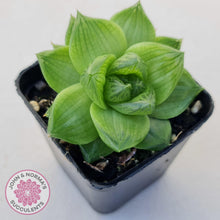 Load image into Gallery viewer, Haworthia cymbiformis - John & Norma's Succulents Australia