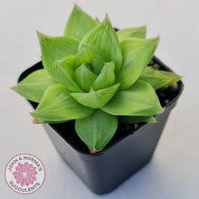 Load image into Gallery viewer, Haworthia cymbiformis - John & Norma's Succulents Australia