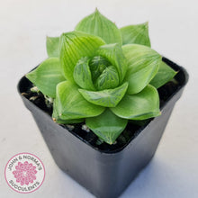 Load image into Gallery viewer, Haworthia cymbiformis - John & Norma's Succulents Australia