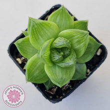 Load image into Gallery viewer, Haworthia cymbiformis - John & Norma's Succulents Australia