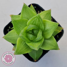 Load image into Gallery viewer, Haworthia cymbiformis - John & Norma's Succulents Australia