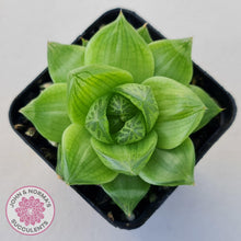 Load image into Gallery viewer, Haworthia cymbiformis - John & Norma's Succulents Australia