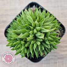 Load image into Gallery viewer, Haworthia mucronata