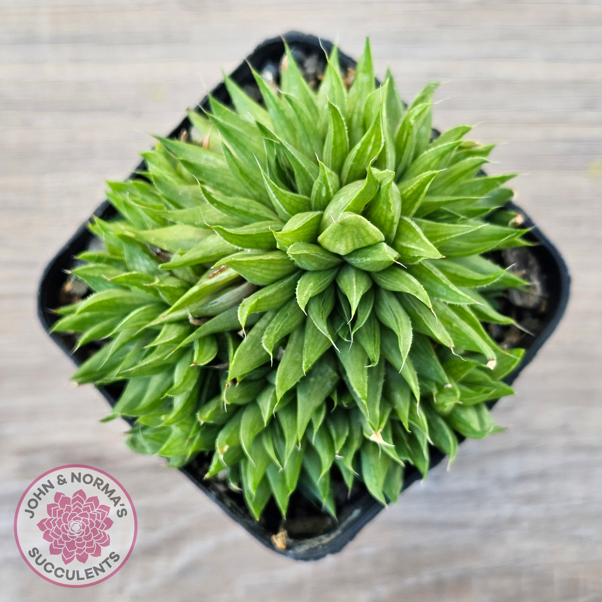 Haworthia mucronata