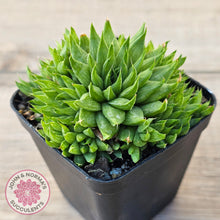 Load image into Gallery viewer, Haworthia mucronata