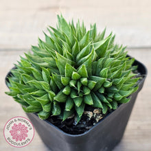 Load image into Gallery viewer, Haworthia mucronata