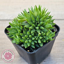Load image into Gallery viewer, Haworthia mucronata