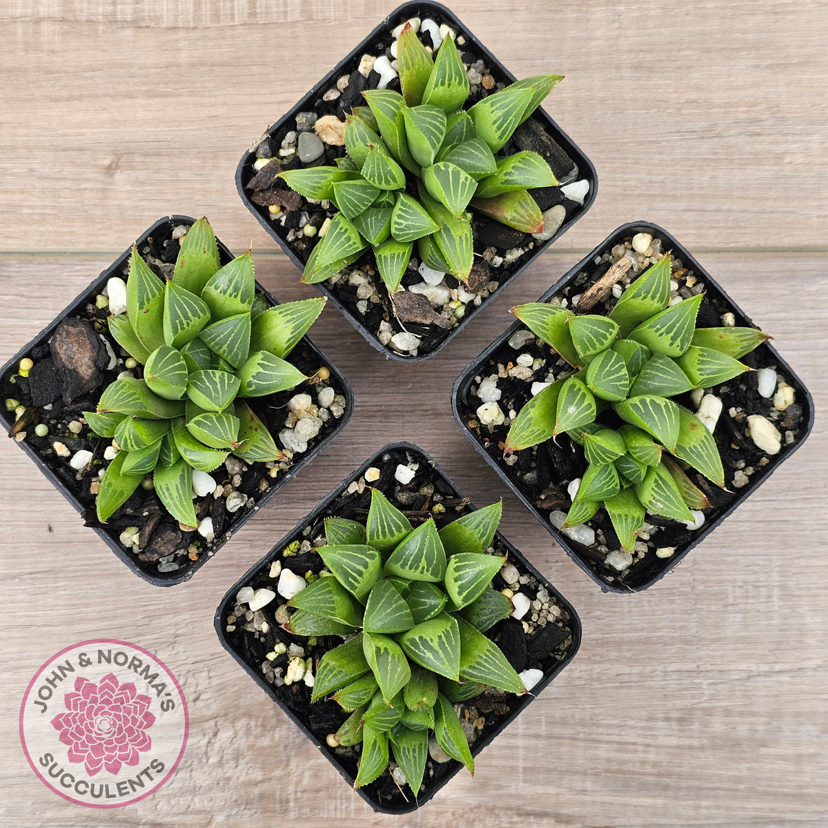 Haworthia retusa var. (multi)