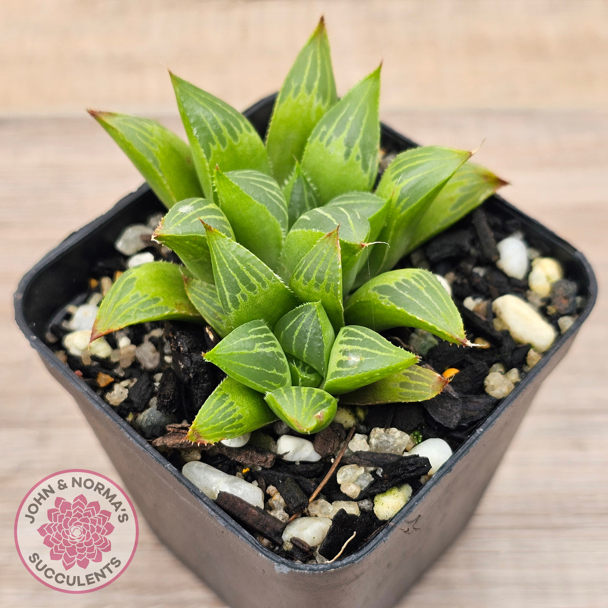 Haworthia retusa var. (multi)