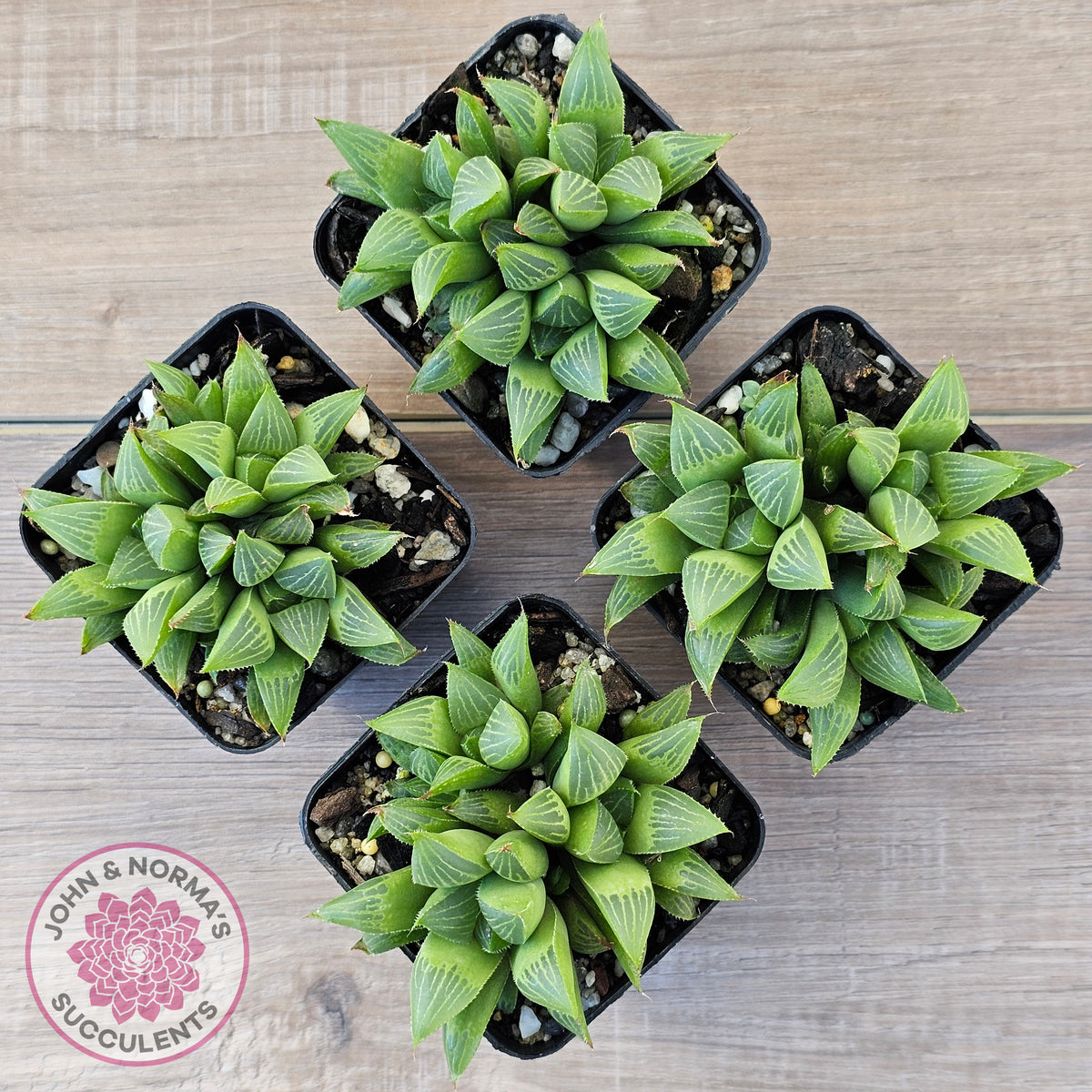 Haworthia retusa var. (multi)