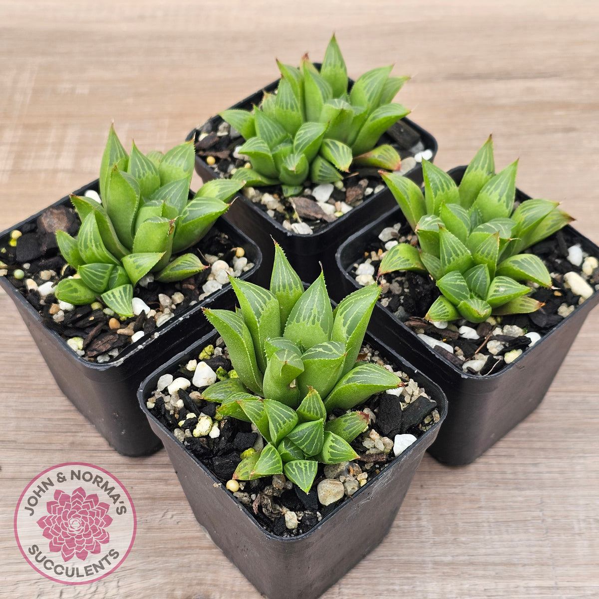Haworthia retusa var. (multi)