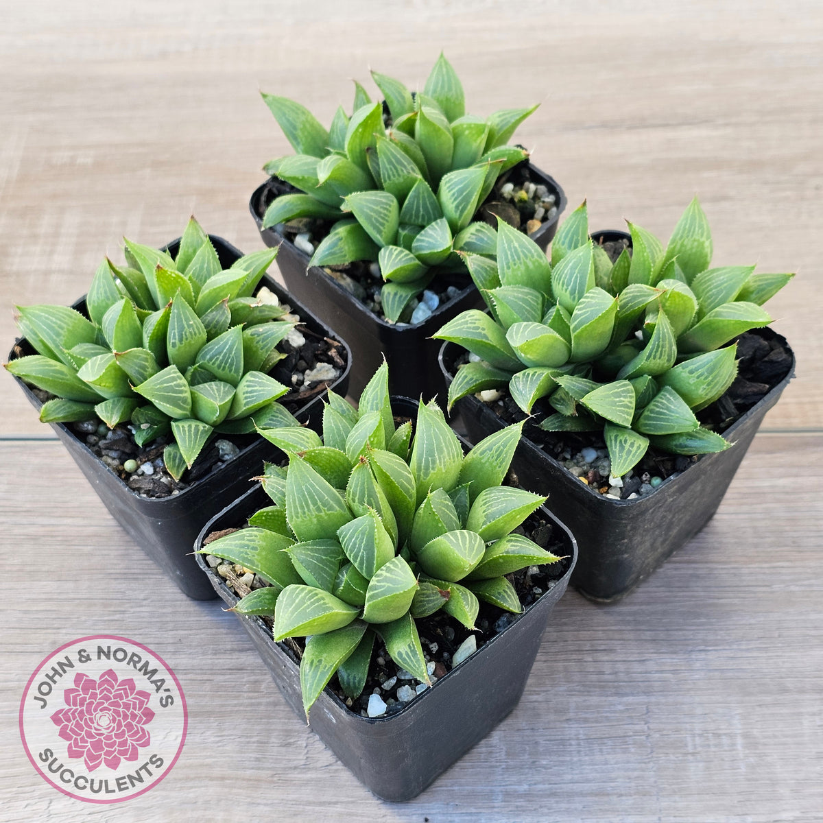 Haworthia retusa var. (multi)