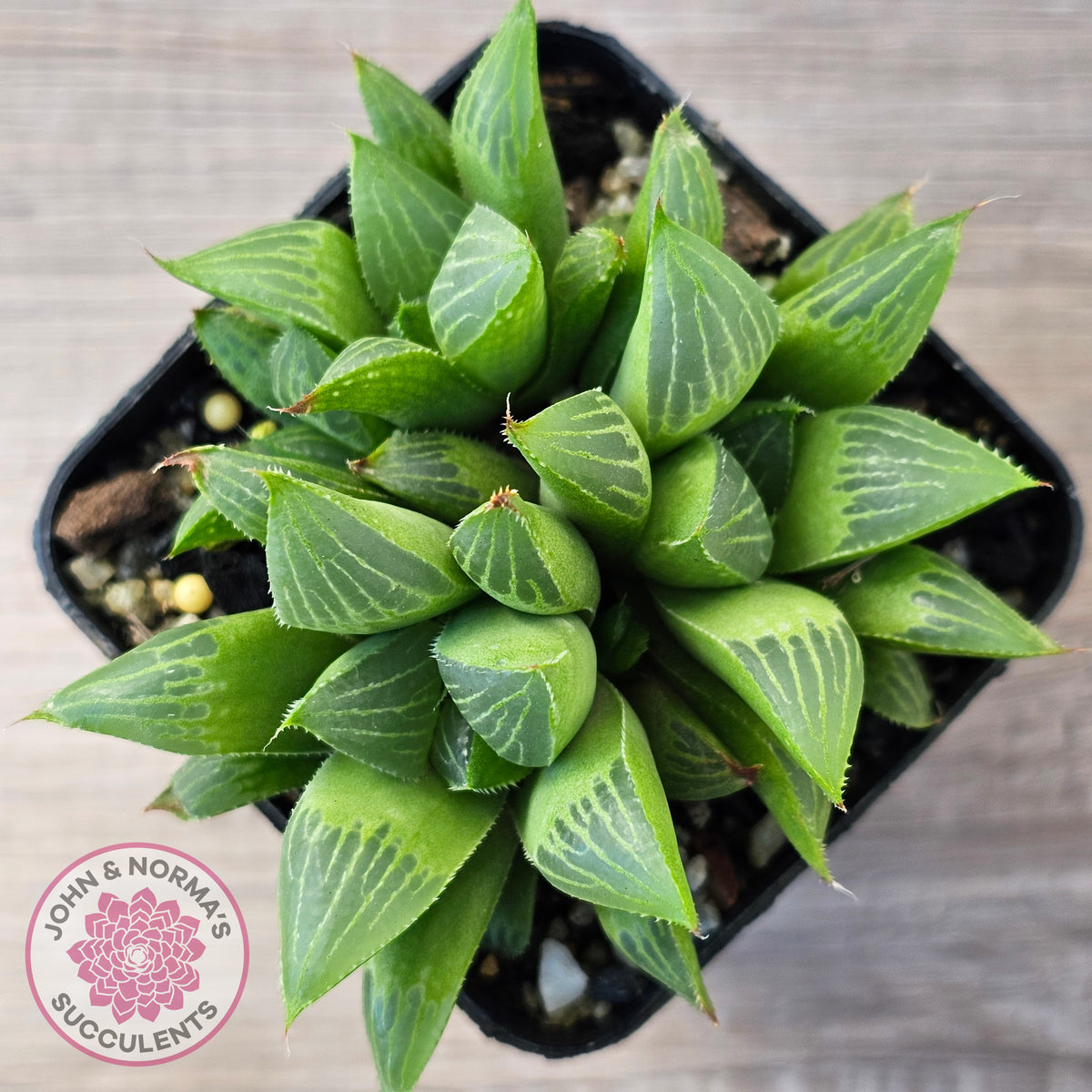 Haworthia retusa var. (multi)