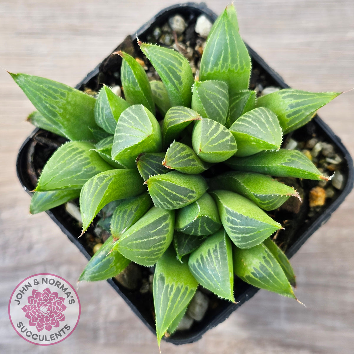Haworthia retusa var. (multi)