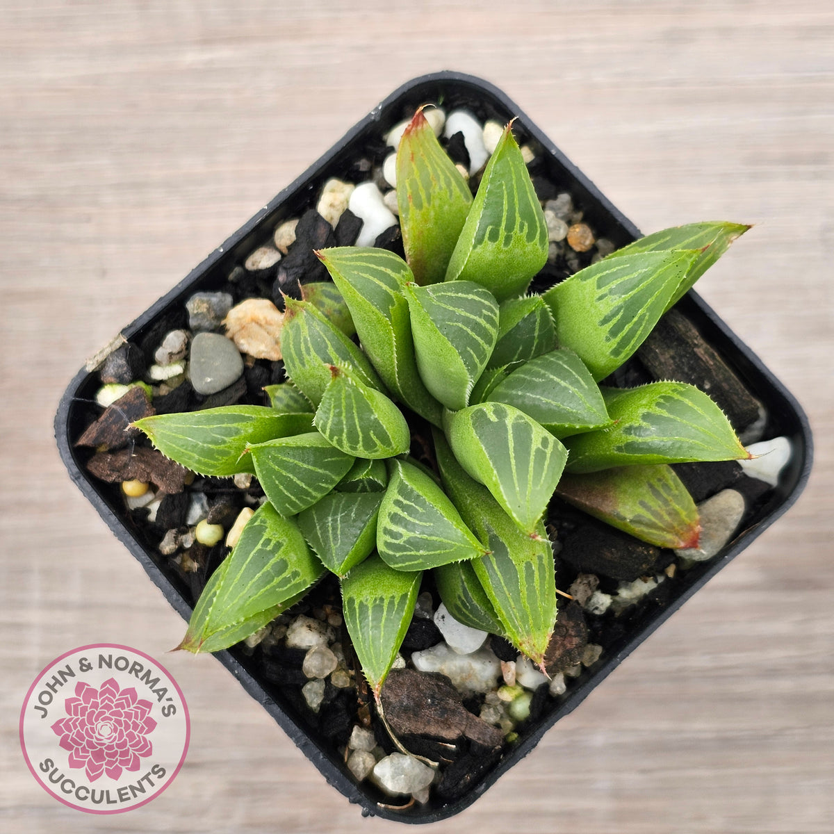 Haworthia retusa var. (multi)