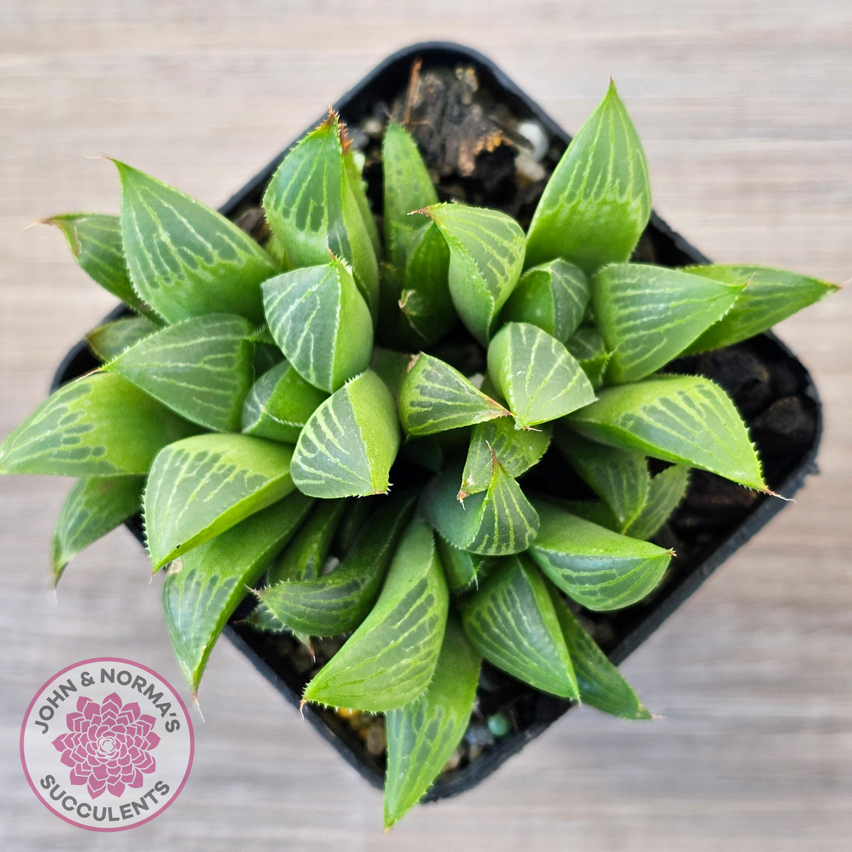Haworthia retusa var. (multi)