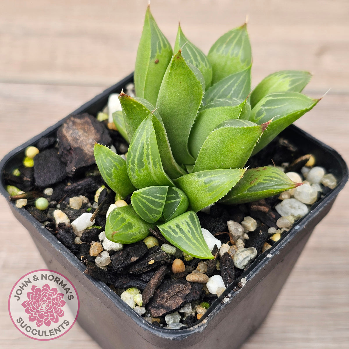 Haworthia retusa var. (multi)
