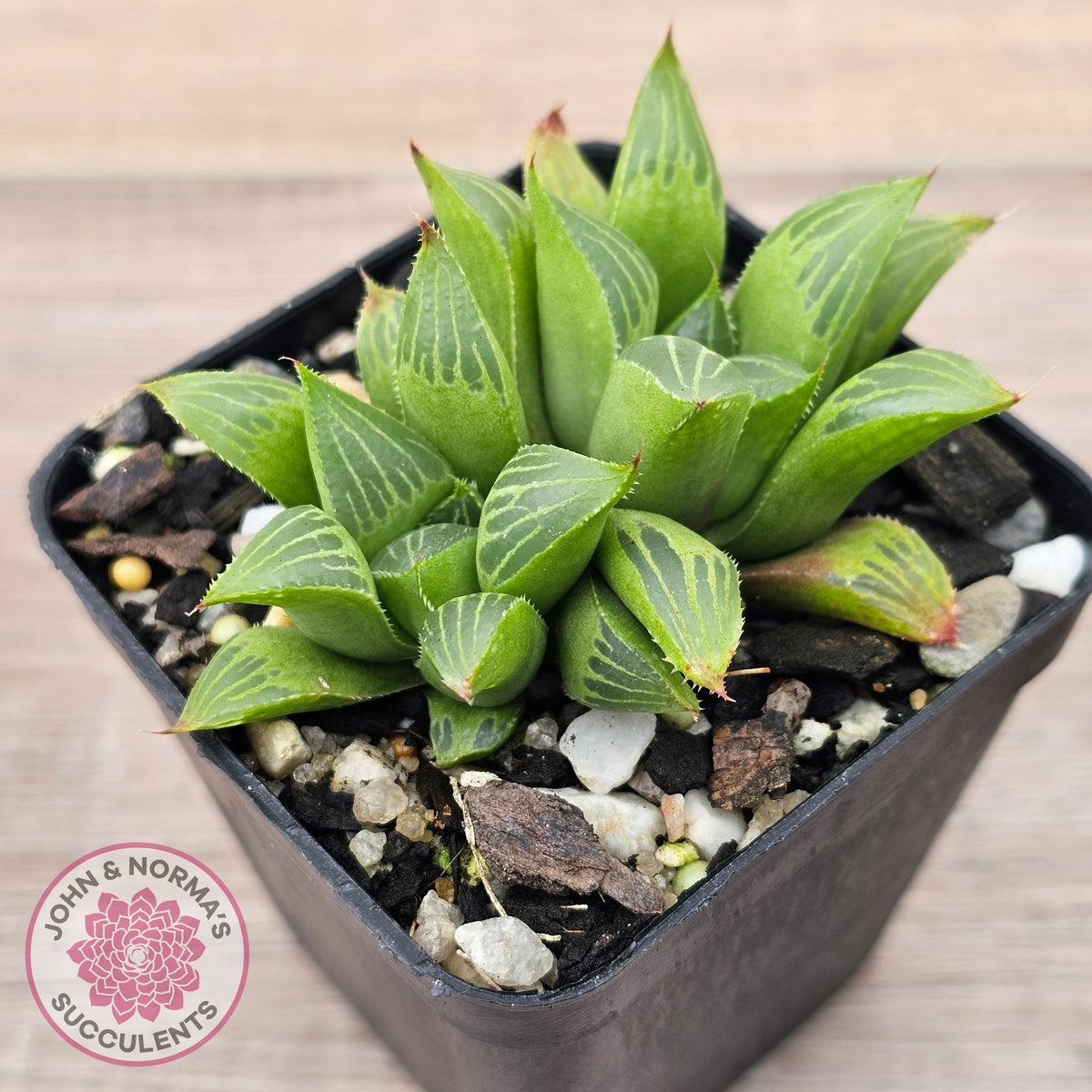 Haworthia retusa var. (multi)