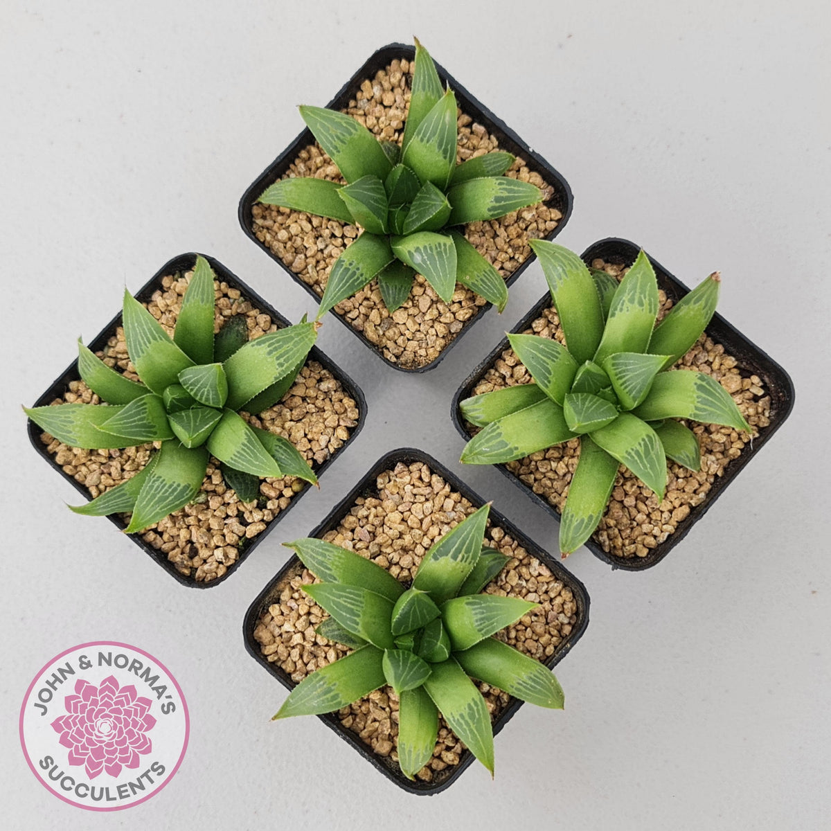 Haworthia retusa var. (multi)