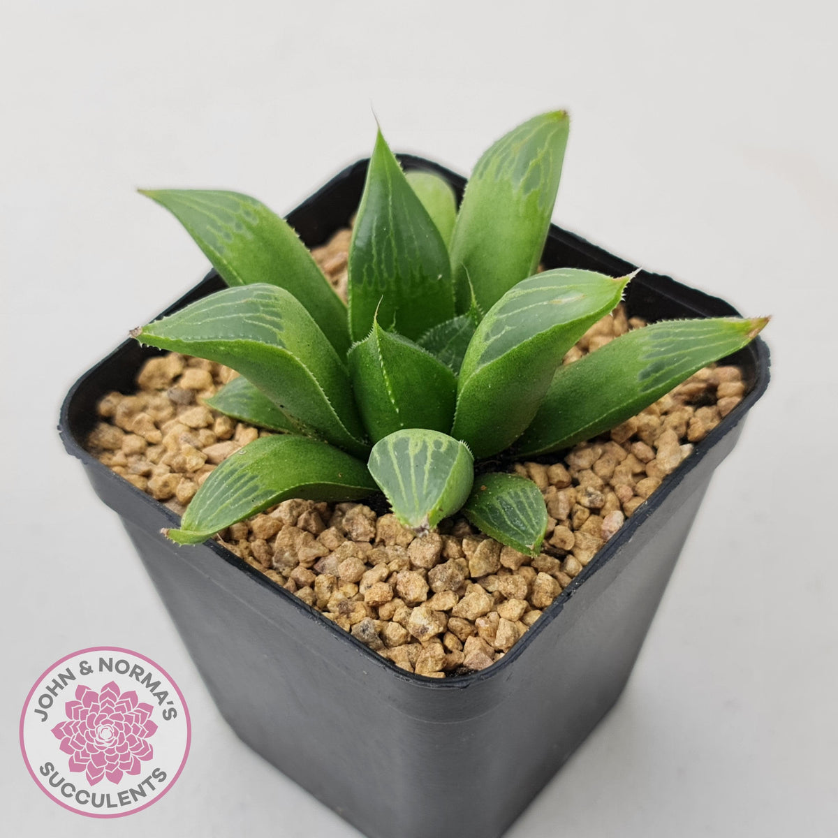 Haworthia retusa var. (multi)