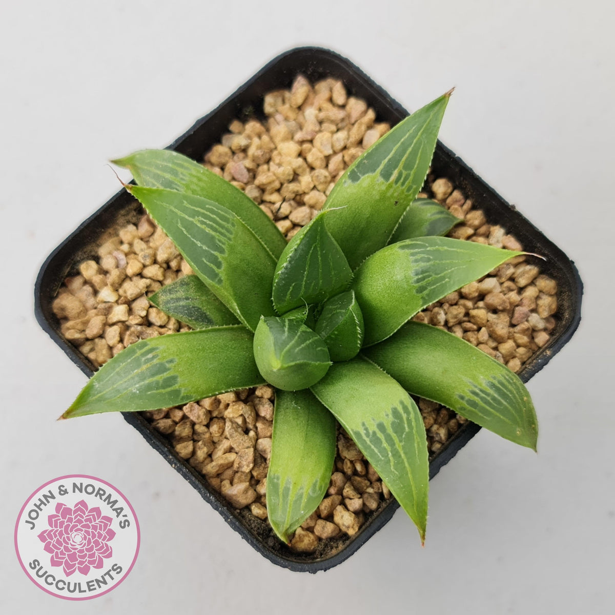 Haworthia retusa var. (multi)