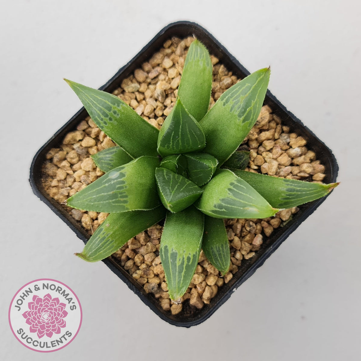 Haworthia retusa var. (multi)