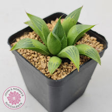 Load image into Gallery viewer, Haworthia retusa - John & Norma's Succulents Australia