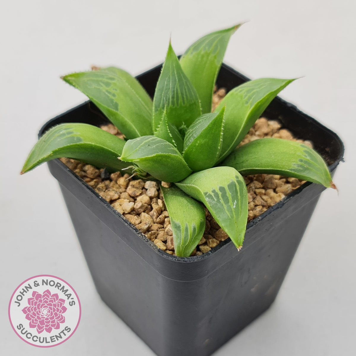 Haworthia retusa var. (multi)