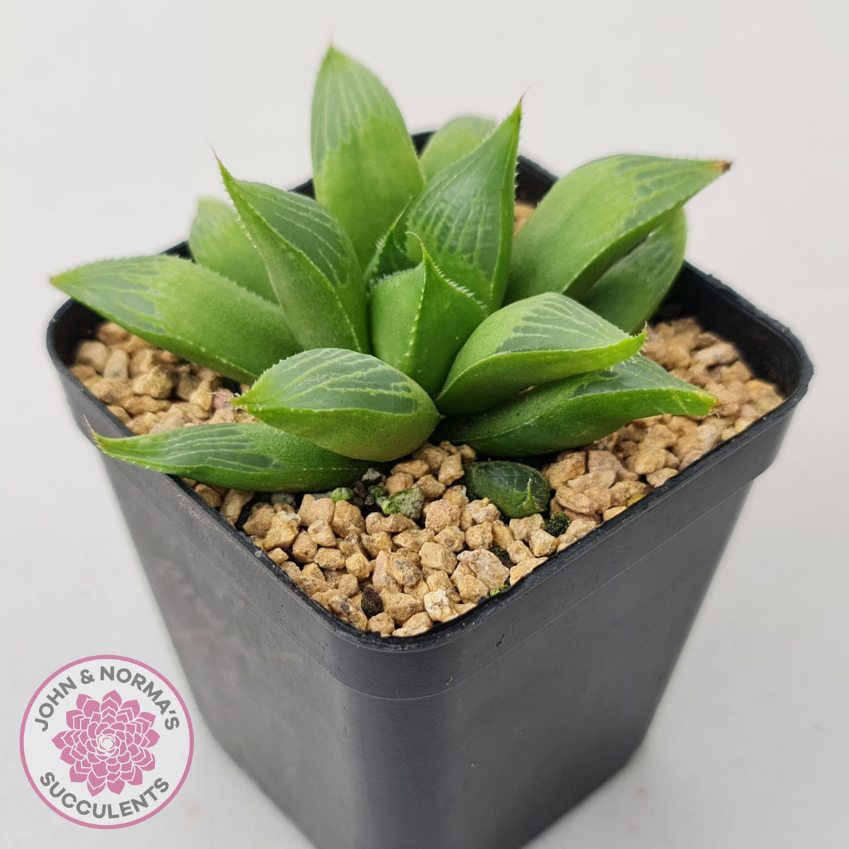 Haworthia retusa var. (multi)