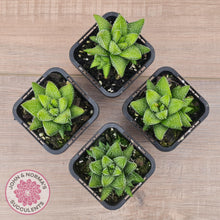 Load image into Gallery viewer, Haworthiopsis coarctata - John & Norma's Succulents Australia