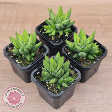 Load image into Gallery viewer, Haworthiopsis coarctata - John & Norma's Succulents Australia