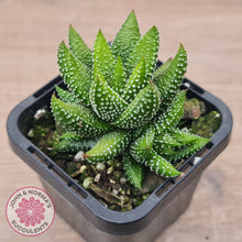 Load image into Gallery viewer, Haworthiopsis coarctata - John & Norma's Succulents Australia
