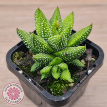Load image into Gallery viewer, Haworthiopsis coarctata - John & Norma's Succulents Australia