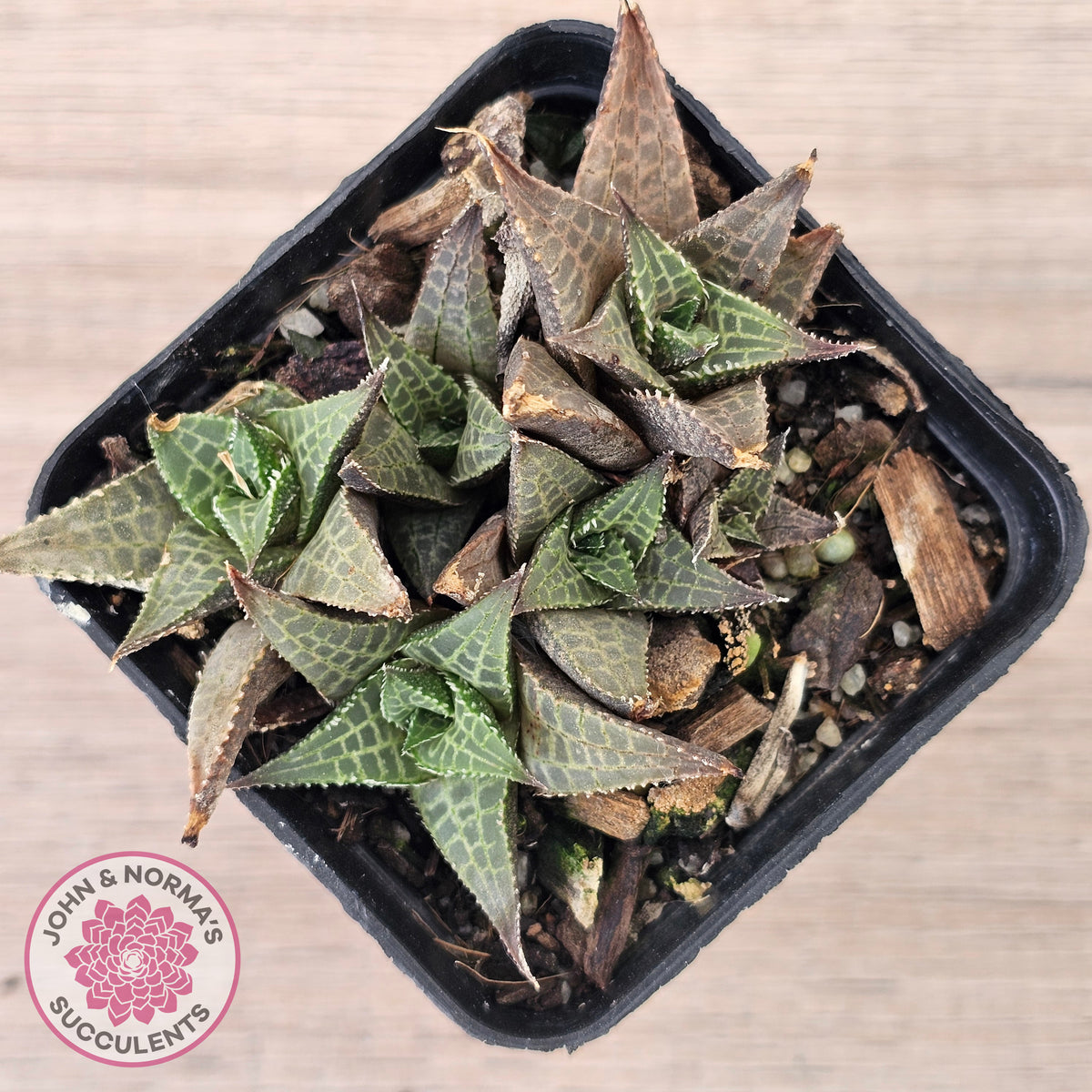 Haworthiopsis tessellata – compact form