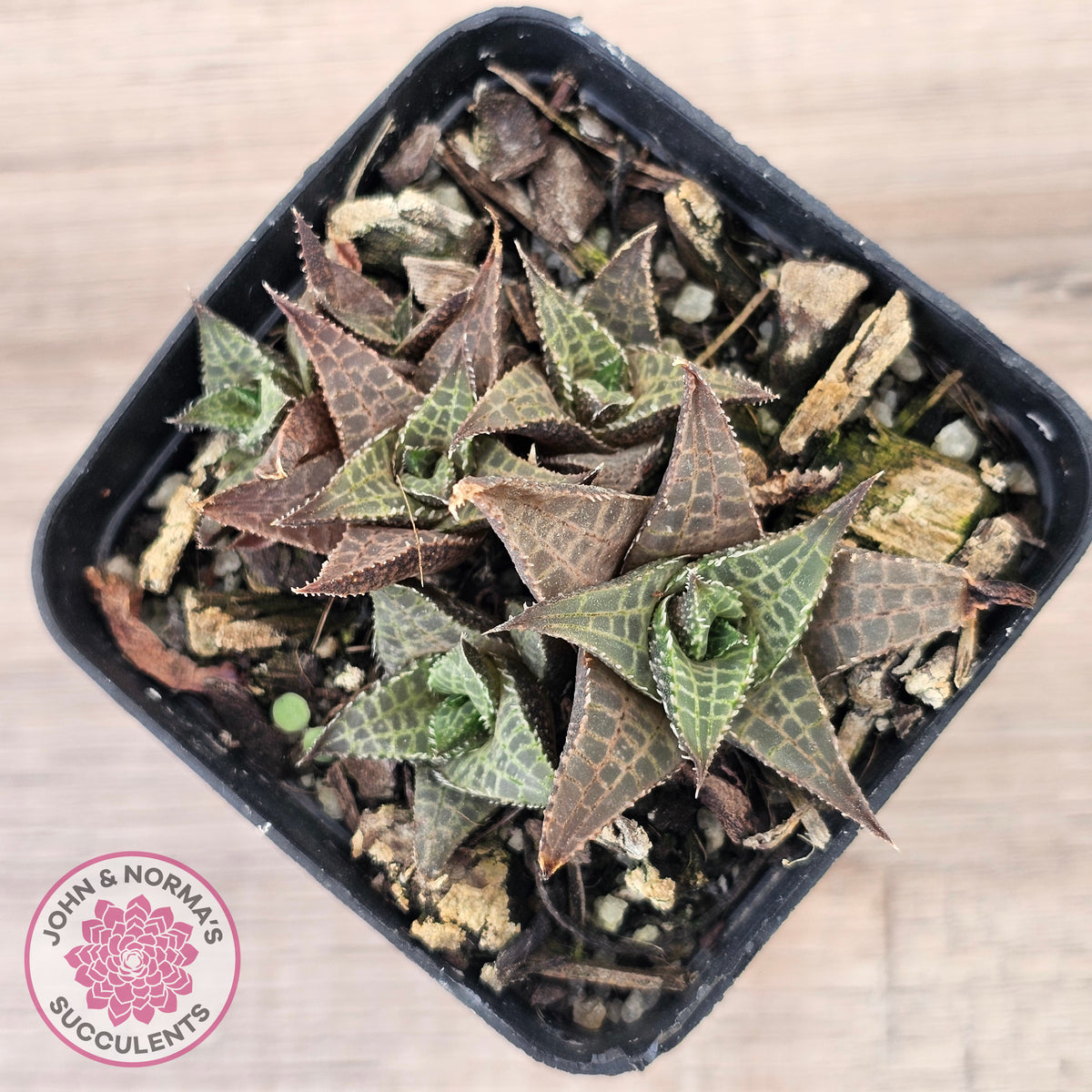 Haworthiopsis tessellata – compact form