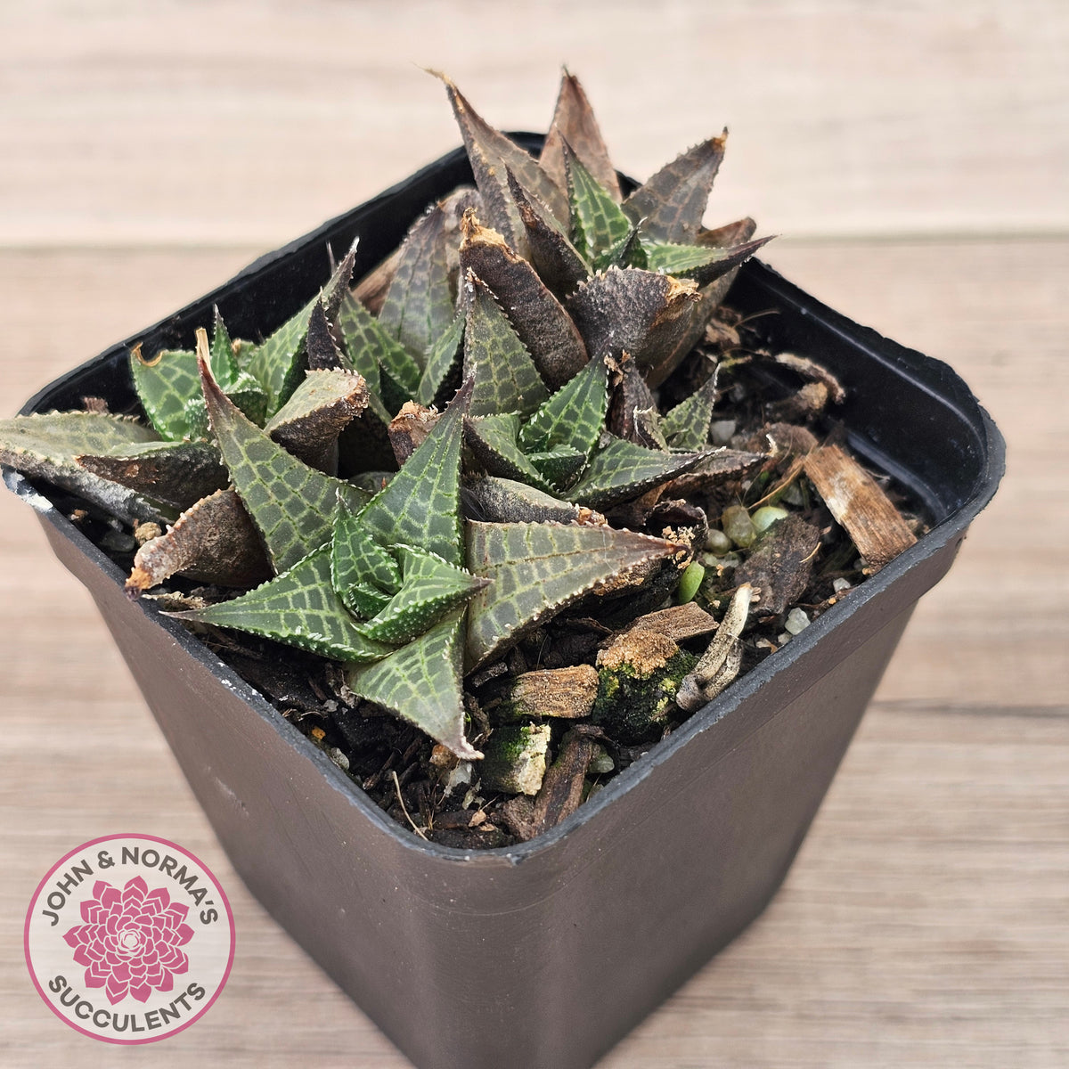 Haworthiopsis tessellata – compact form