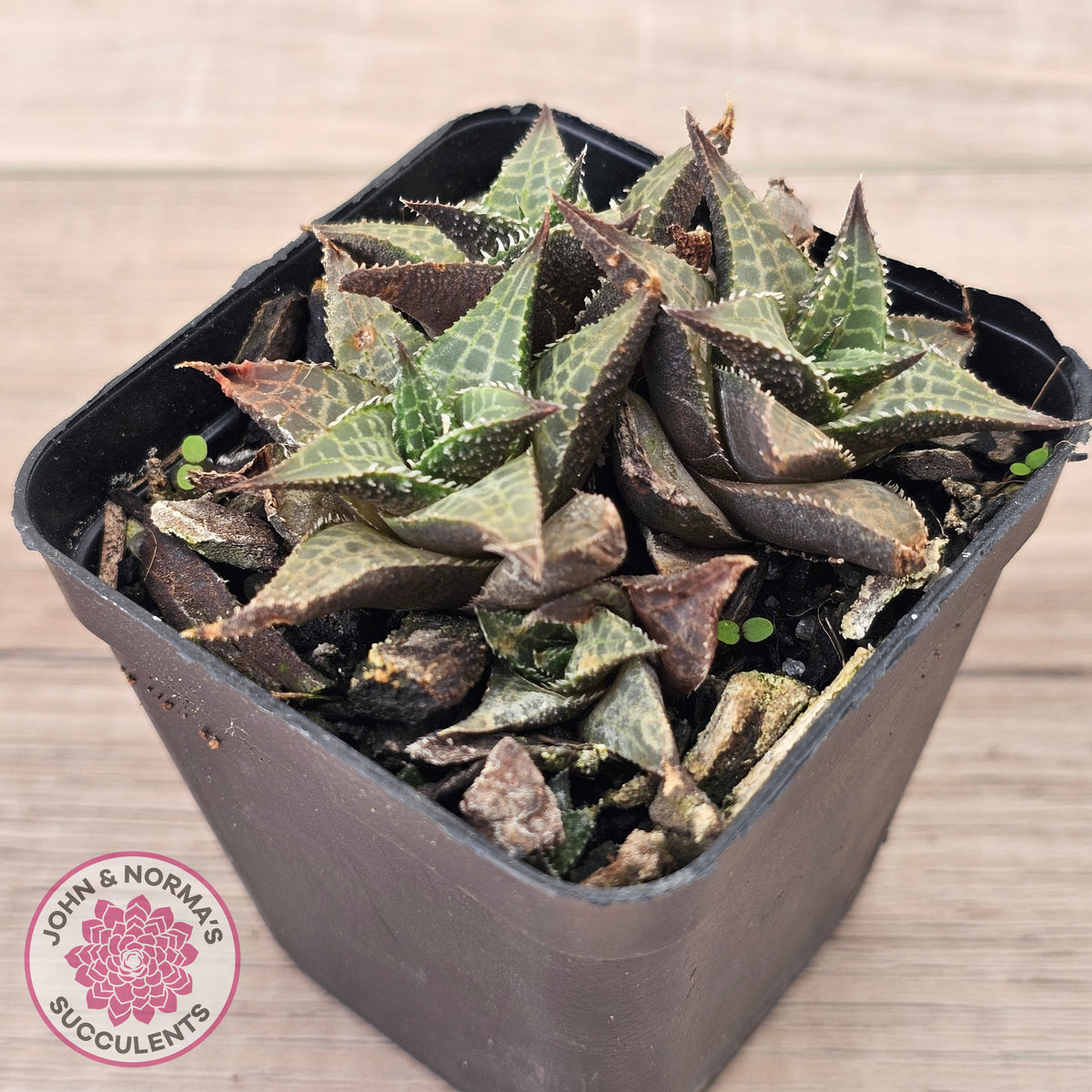 Haworthiopsis tessellata – compact form