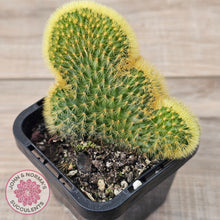 Load image into Gallery viewer, Hildewinteria Aureispina f. Cristata