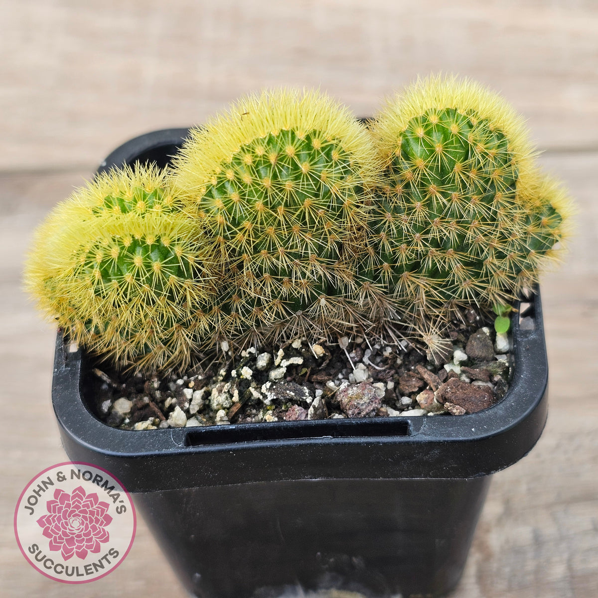 Hildewinteria Aureispina f. Cristata