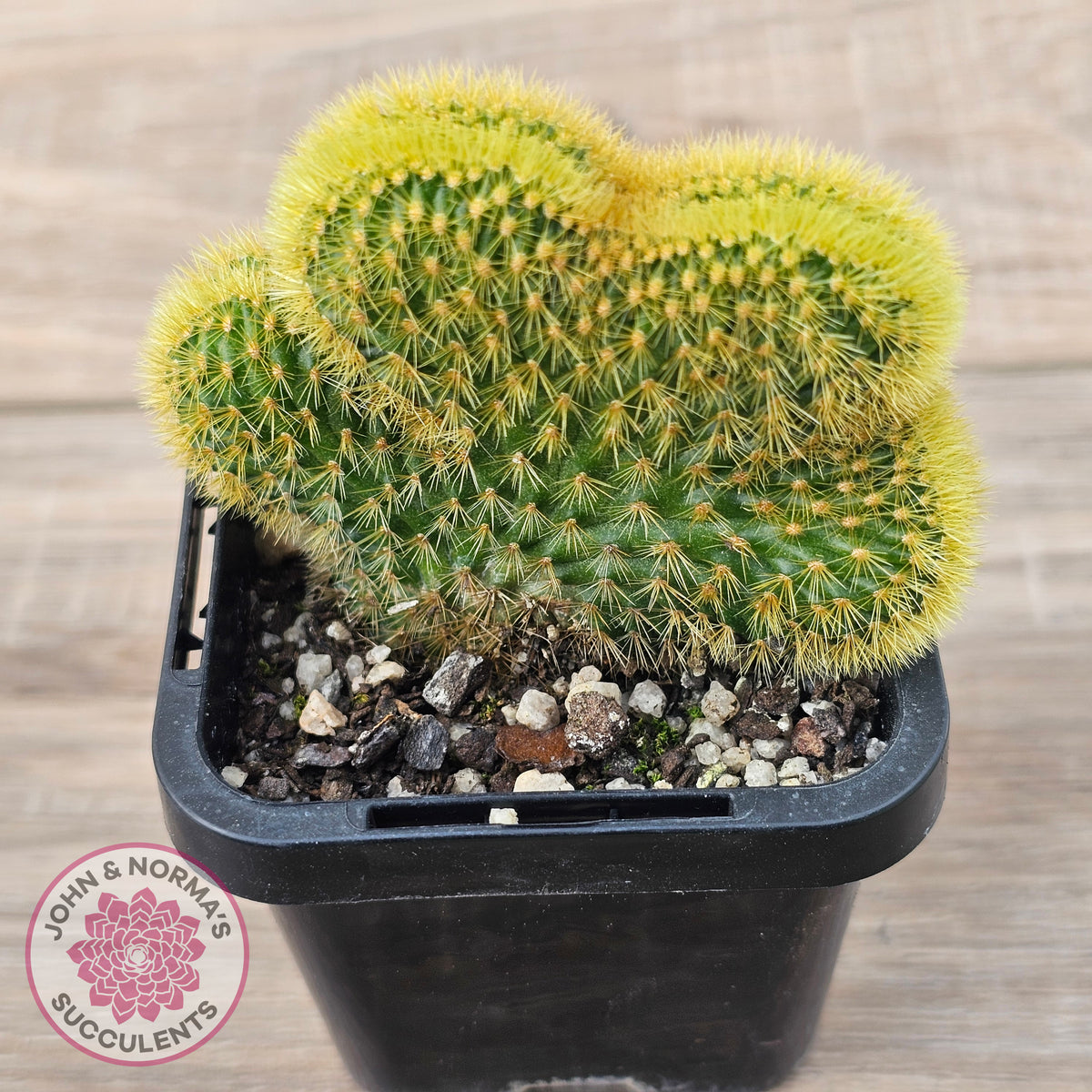 Hildewinteria Aureispina f. Cristata