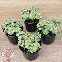 Load image into Gallery viewer, Hylotelephium sieboldii f. variegatum aka Sedum sieboldii variegata