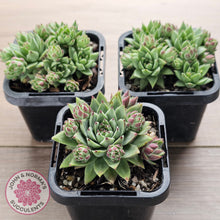 Load image into Gallery viewer, Jovibarba sobolifera