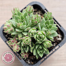 Load image into Gallery viewer, Jovibarba sobolifera