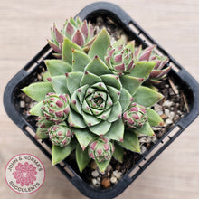 Load image into Gallery viewer, Jovibarba sobolifera