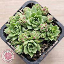 Load image into Gallery viewer, Jovibarba sobolifera