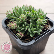 Load image into Gallery viewer, Jovibarba sobolifera