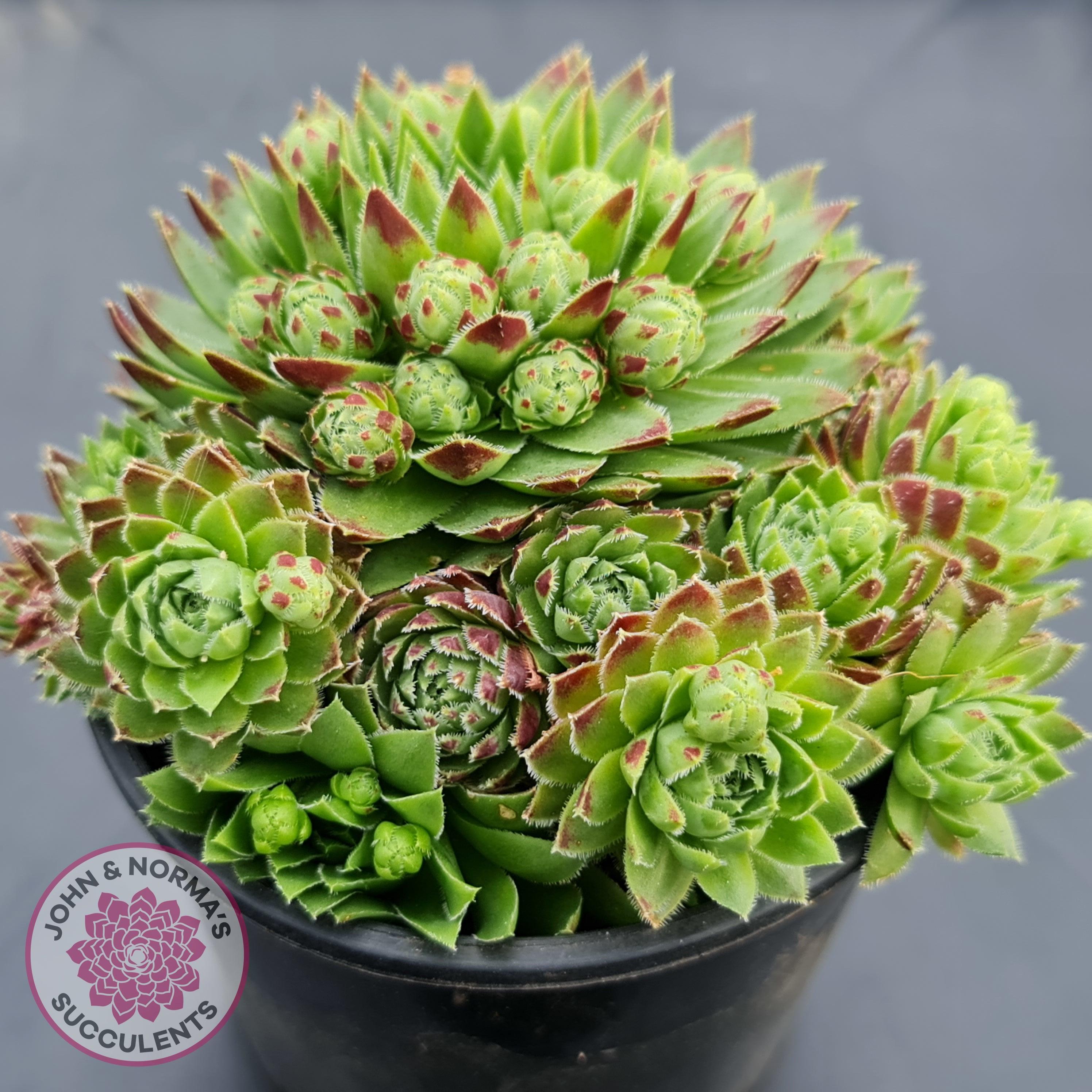 Jovibarba globifera subsp. hirta var. pressiona | John & Norma's