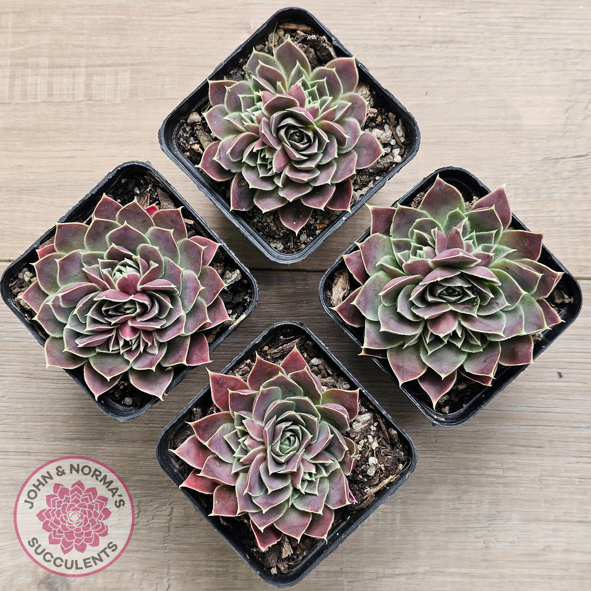Jovibarba heuffelii 'Aphrodite'