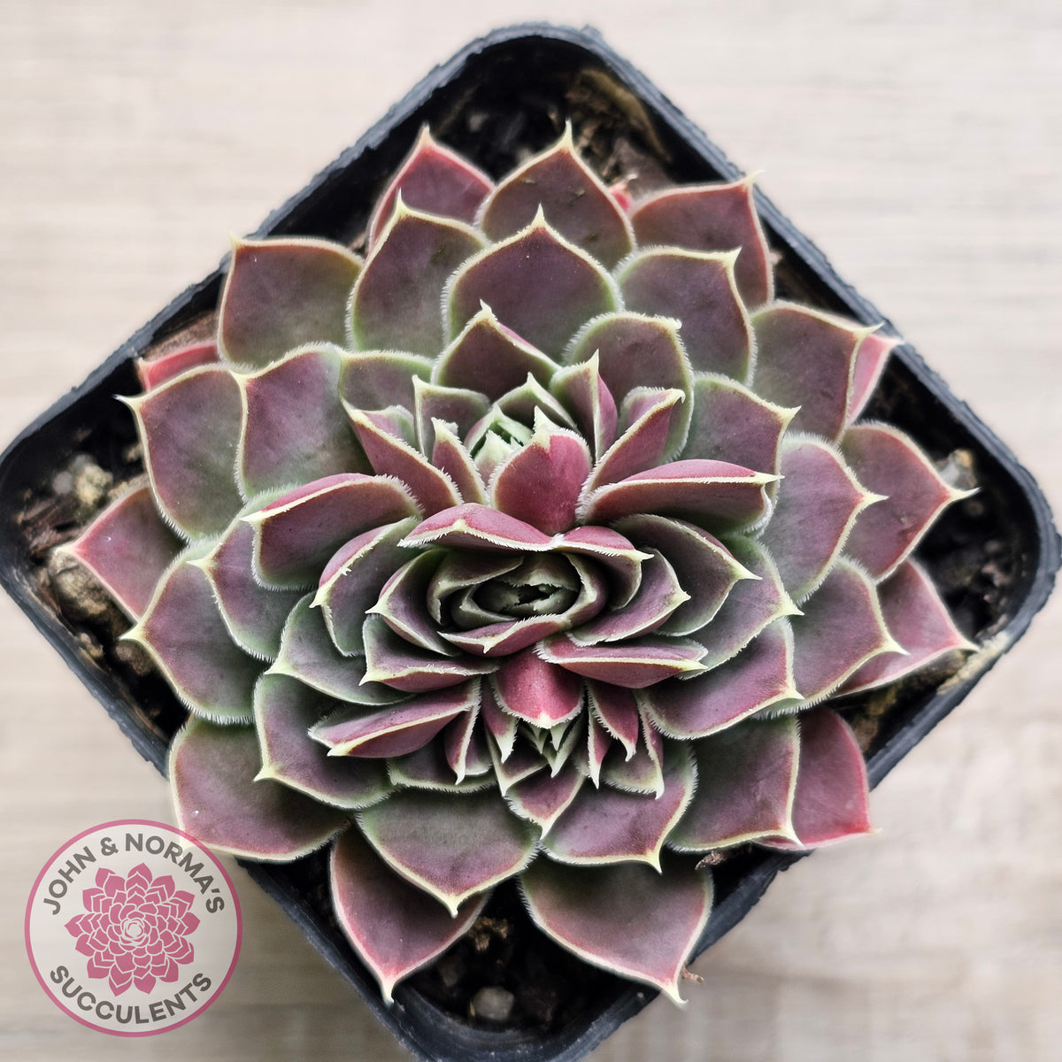 Jovibarba heuffelii 'Aphrodite'
